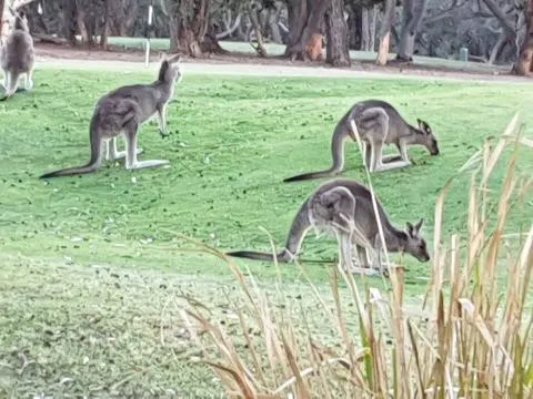 Small-group guests on a Great Ocean Road nature walk
